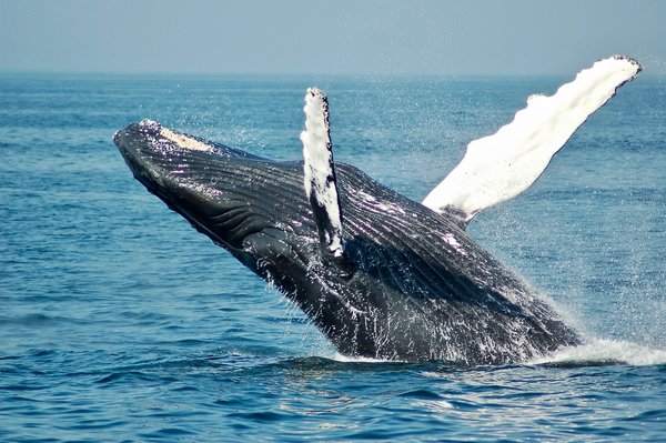 Comment organiser une croisière pour observer les baleines à bosse au large des îles Tonga?